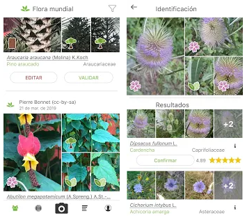 Las mejores apps de plantas medicinales