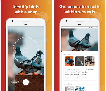 Las mejores apps para identificar aves