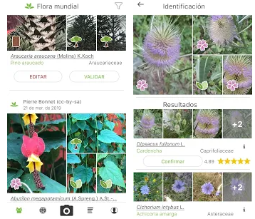 Las mejores apps para identificar plantas