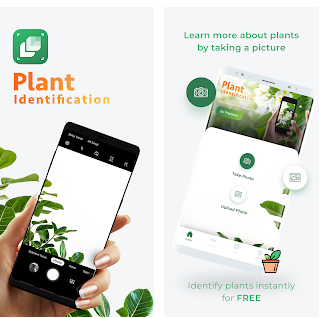 Las mejores apps para identificar plantas