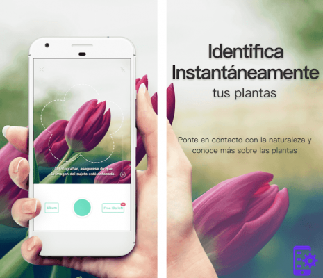 Las mejores apps para identificar plantas