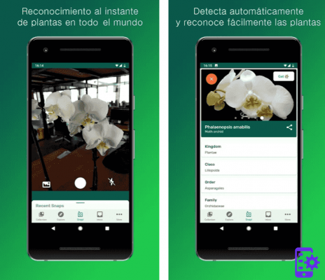 Las mejores apps para identificar plantas